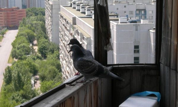 Голуби на балконе - неприятные соседи, способные доставить серьезные неудобства