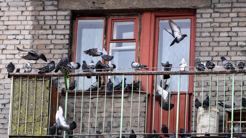  голубей с балкона. Работающие средства против голубей на .